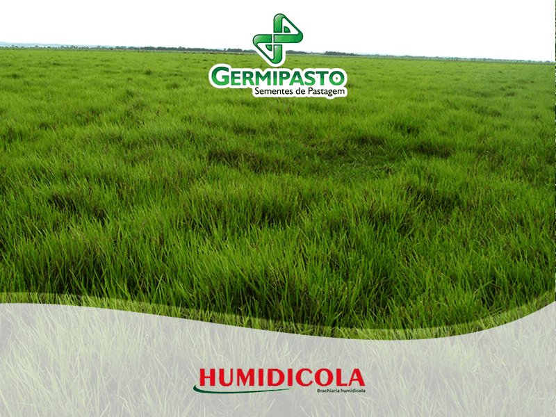 SEMILLAS DE PASTO HUMIDICULA