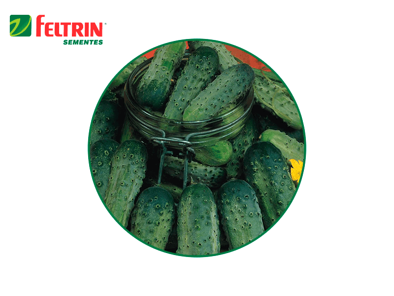 SEMILLA PEPINO WISCONSIN 100 GR FELTRIN