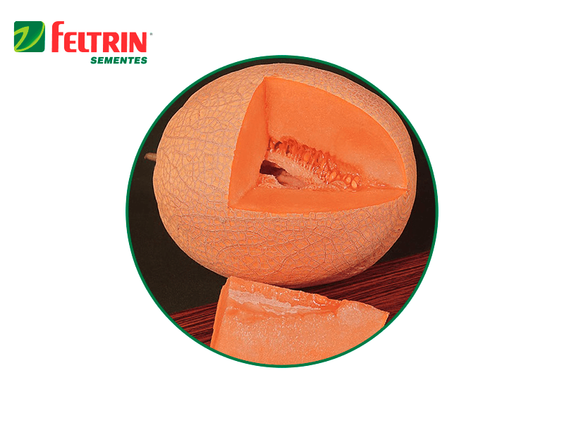 SEMILLA MELON HALES BEST 100 GR FELTRIN