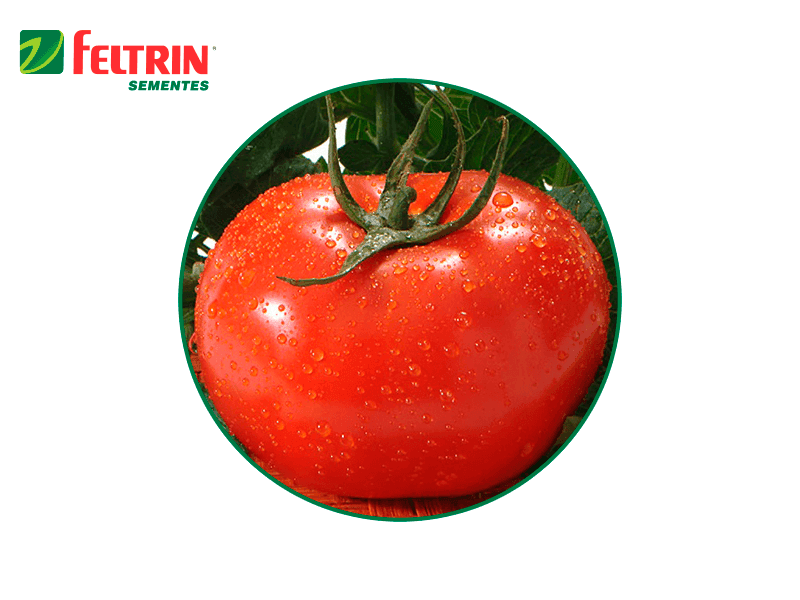 SEMILLA TOMATE GAUCHO 100 GR FELTRIN