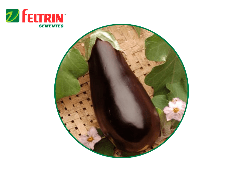 SEMILLA BERENJENA EMBU 100 GR FELTRIN