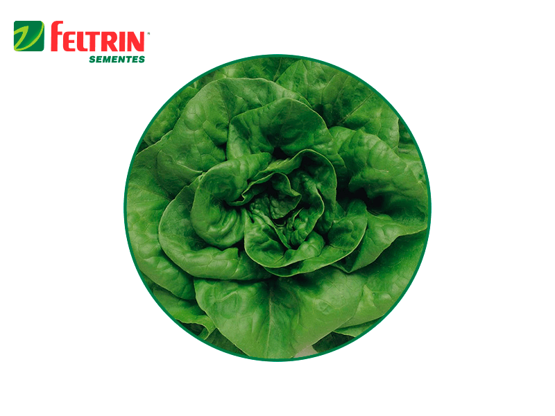 SEMILLA LECHUGA BABA VERANO 250 GR FELTRIN