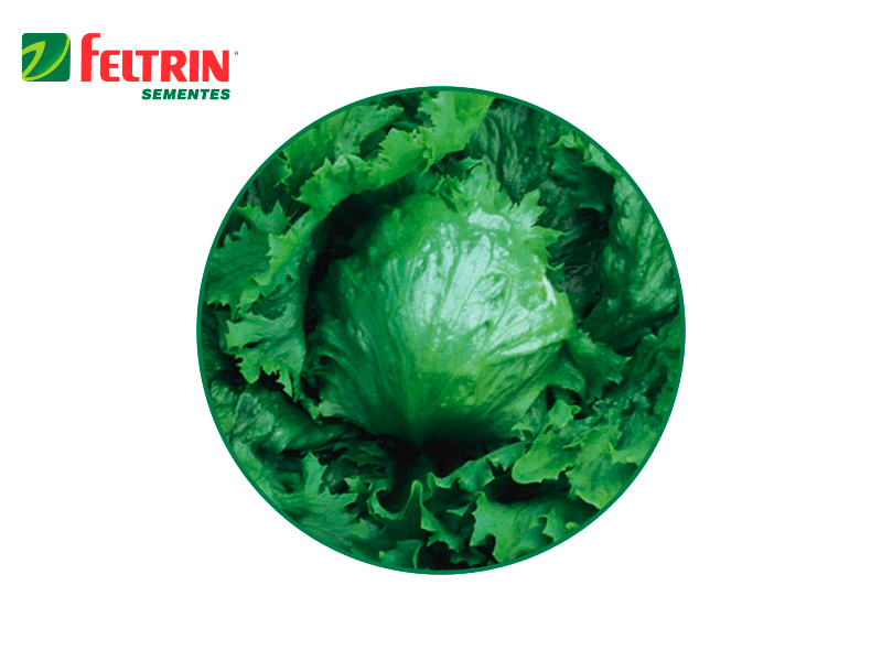 SEMILLA LECHUGA GRANDES LAGOS 100 GR FELTRIN