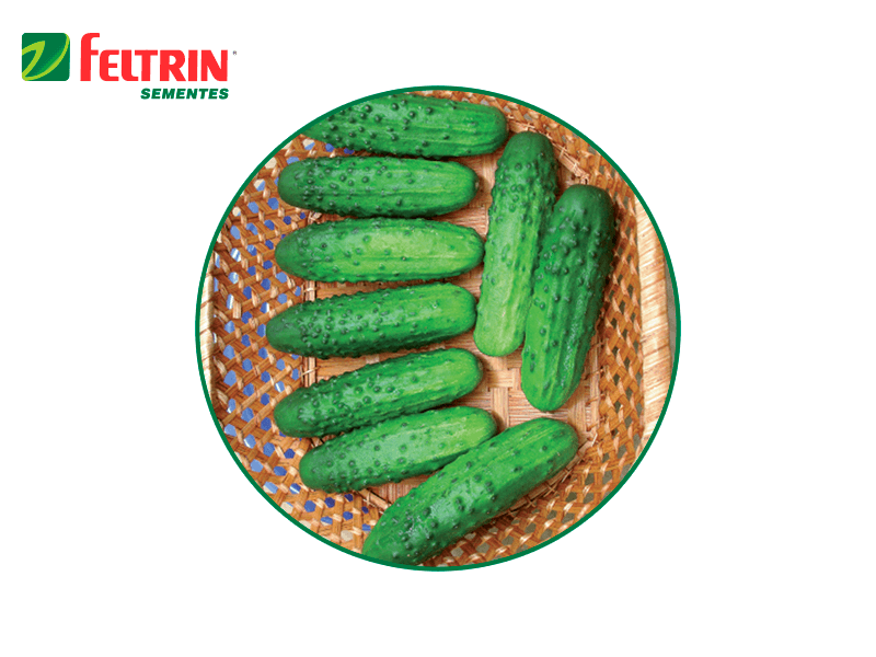 SEMILLA PEPINO PIONEIRO 250 GR FELTRIN