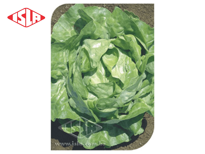 SEMILLA LECHUGA BABA DE VERANO 100 GR ISLA