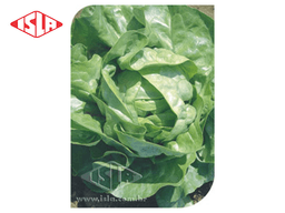 SEMILLA LECHUGA BLANCA DE BOSTON 100 GR ISLA