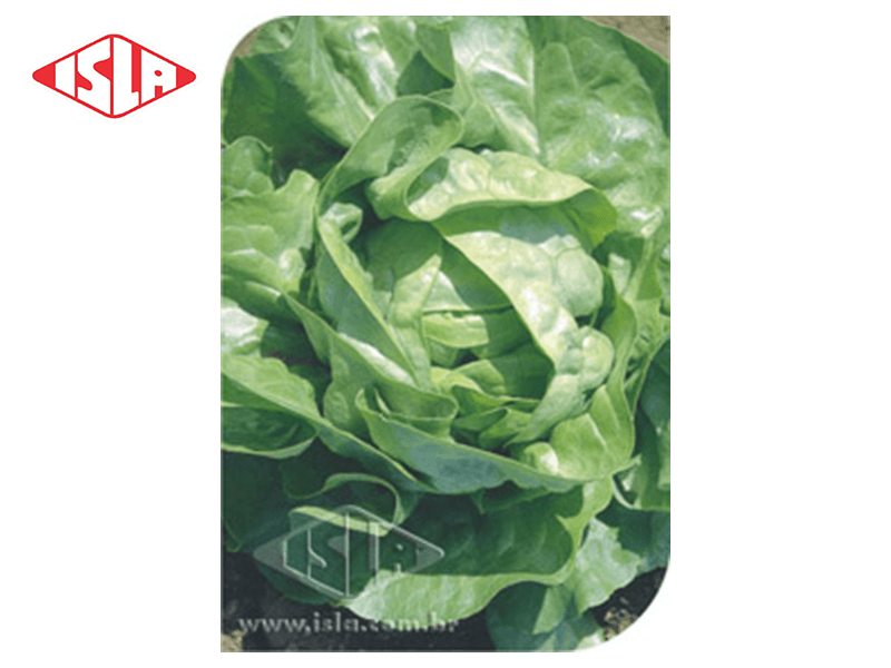 SEMILLA LECHUGA BLANCA DE BOSTON 100 GR ISLA