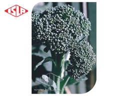 SEMILLA BROCOLI RAMOSO SANTANA 100 GR ISLA