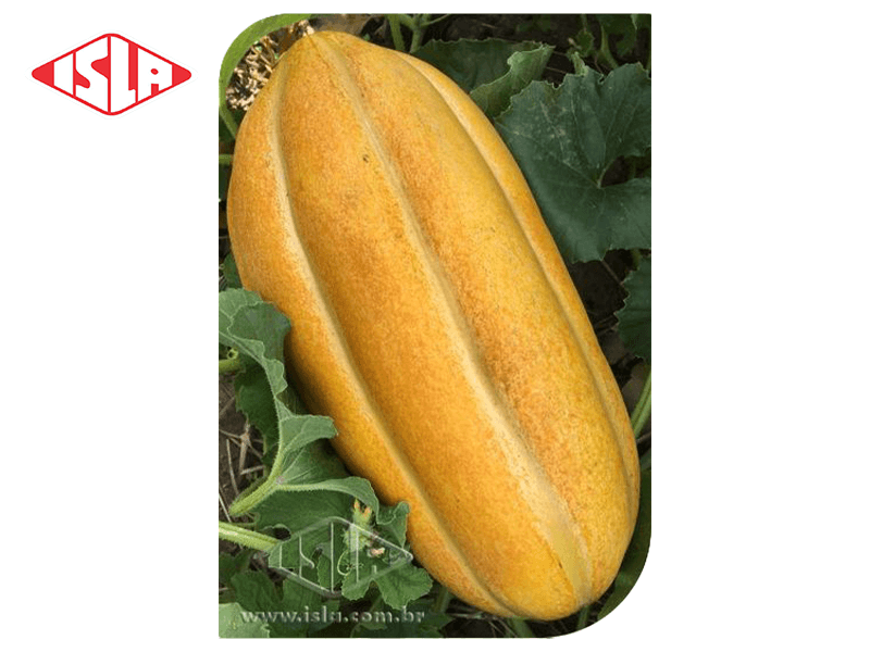 SEMILLA MELON GAUCHO 100 GR ISLA