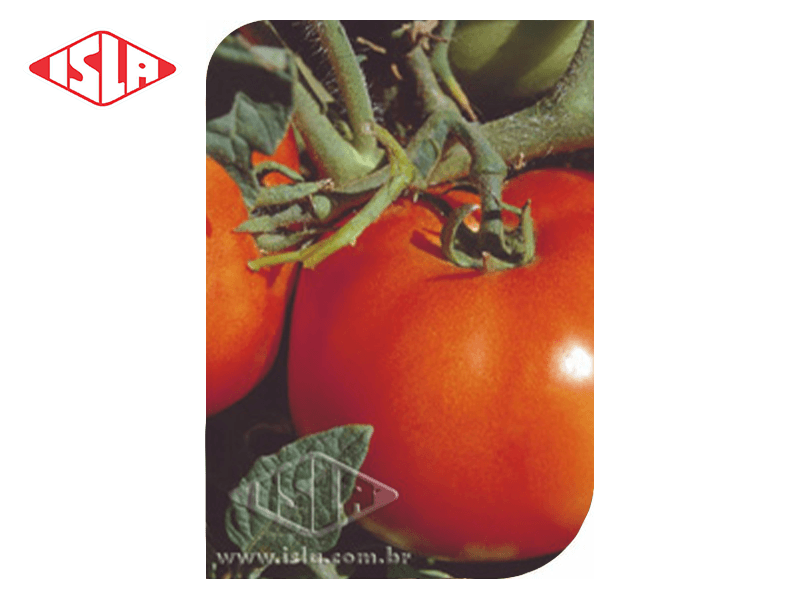 SEMILLA TOMATE SUPER MARMANDE 100 GR ISLA