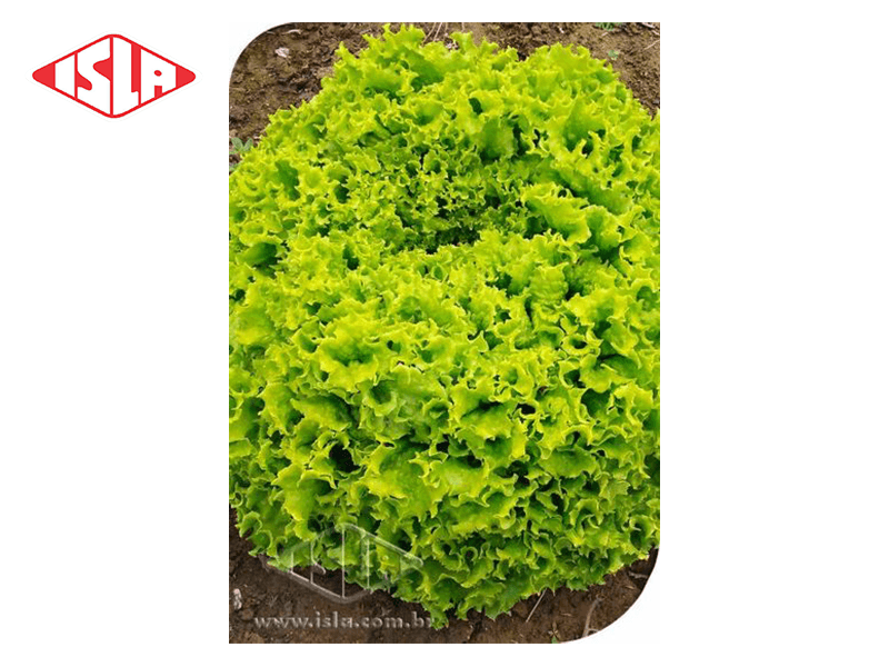 SEMILLA LECHUGA 401 ITAPUA 250 GR ISLA