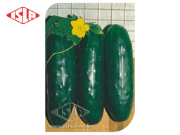 SEMILLA PEPINO AODAI 250 GR ISLA