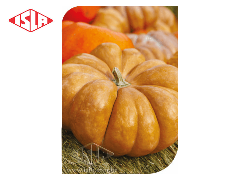 SEMILLA MULTI MORANGA DE MESA ISLA