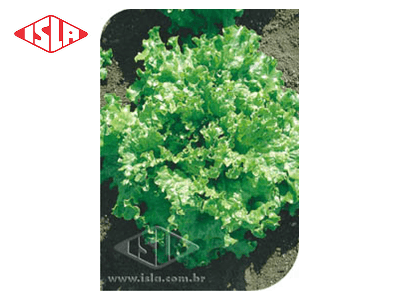 SEMILLA GOLDEN SUPER LECHUGA GRAND RAPIDS 8,50 GR ISLA 