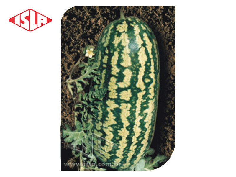 SEMILLA GOLDEN SUPER SANDIA FAIRFAX 10 GR ISLA 