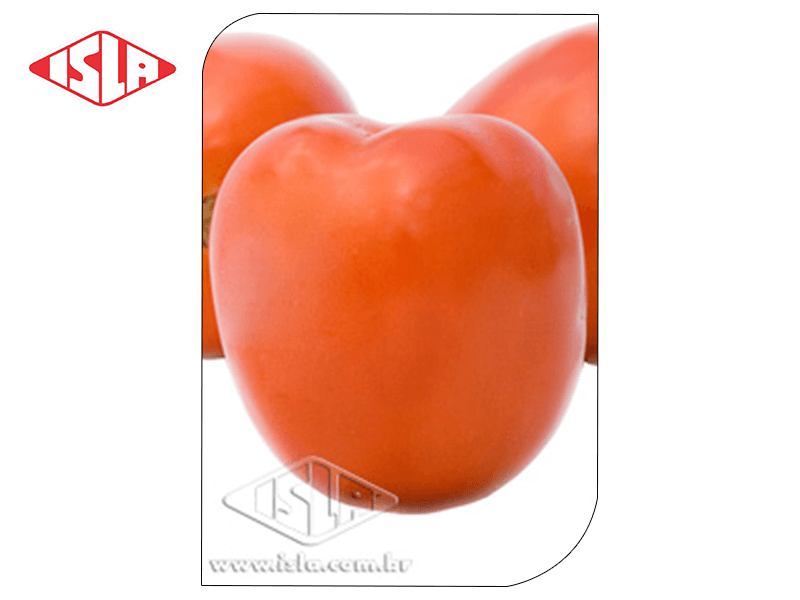 SEMILLA GOLDEN SUPER TOMATE IPA 6 3 GR ISLA 