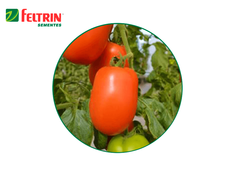 SEMILLA HIBRIDA TOMATE XANTHUS F1 1.000 SEMILLAS FELTRIN