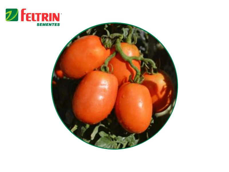 SEMILLA HIBRIDA TOMATE BENTO F1 1.000 SEMILLAS FELTRIN