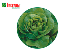 SEMILLA LECHUGA REGINA 1.000 SEMILLAS FELTRIN