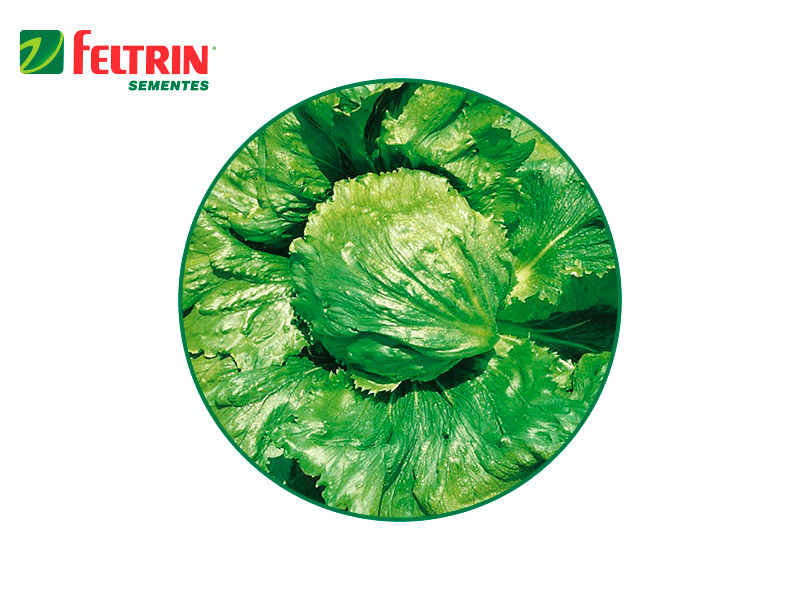 SEMILLA LECHUGA RAFAELA 100 GR FELTRIN