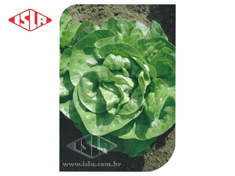 SEMILLA LECHUGA REGINA DE VERANO 100 GR ISLA