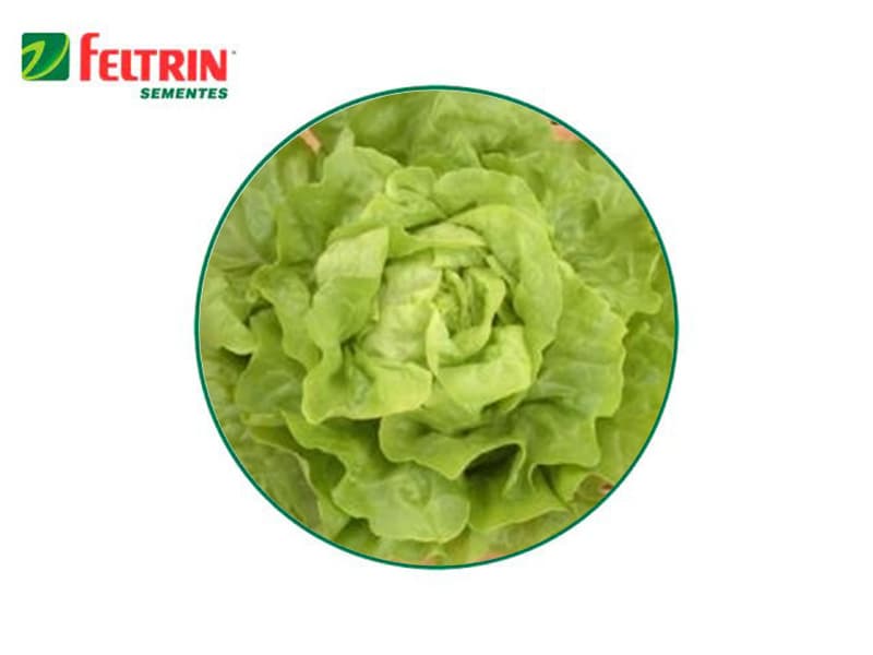 SEMILLA LECHUGA STELLA 100 GR FELTRIN