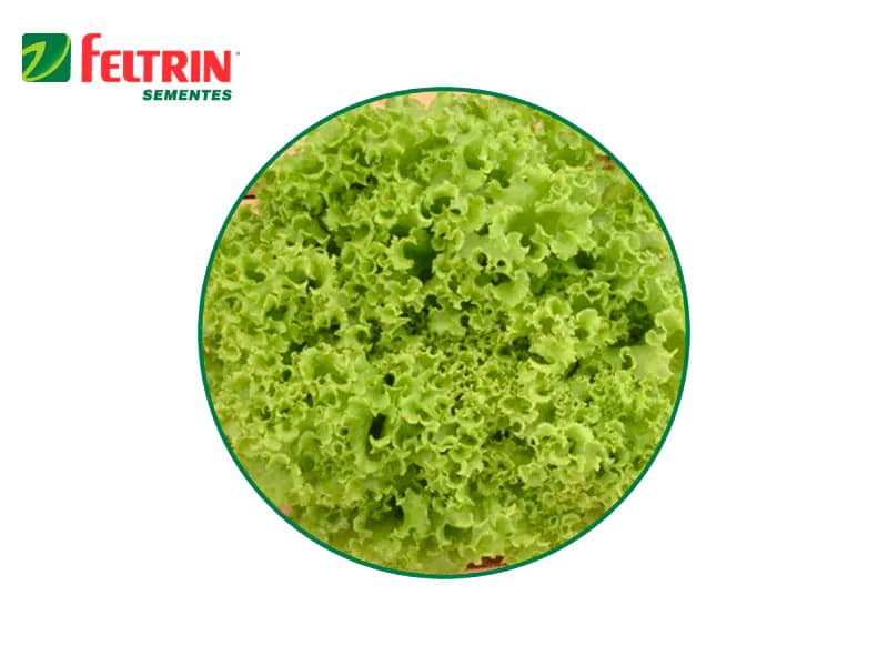 SEMILLA LECHUGA VENERANDA 1.000 SEMILLAS FELTRIN