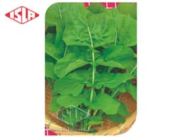 SEMILLA RUCULA HOJA LARGA 500 GR ISLA