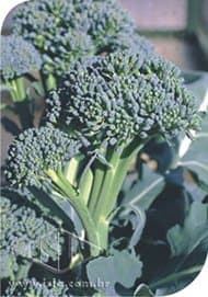 SEMILLA BROCOLI PIRACICABA PRECOCE 100 GR ISLA