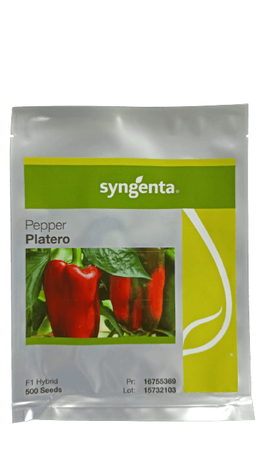 SEMILLA HIBRIDA LOCOTE PLATERO F1 500 SEMILLAS SYNGENTA