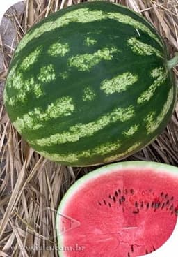 SEMILLA GOLDEN SUPER SANDIA CRIMSON SWEET SUPER 8 GR ISLA 