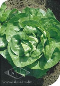 SEMILLA GOLDEN SUPER LECHUGA REGINA DE VERANO 8,50 GR ISLA 