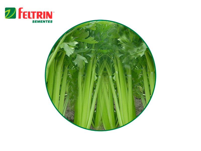SEMILLA GOLDEN APIO TALL FELTRIN