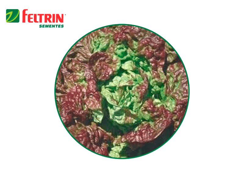 SEM.BOX LECHUGA HANSON CRESPA REPOLLADA