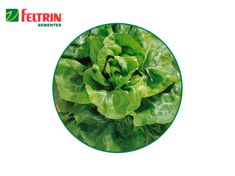 SEMILLA LECHUGA ELIZABETH 100 GR FELTRIN